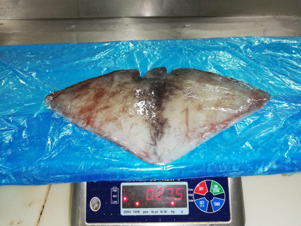 冷冻鱿鱼耳 FROZEN GIANT SQUID NECK