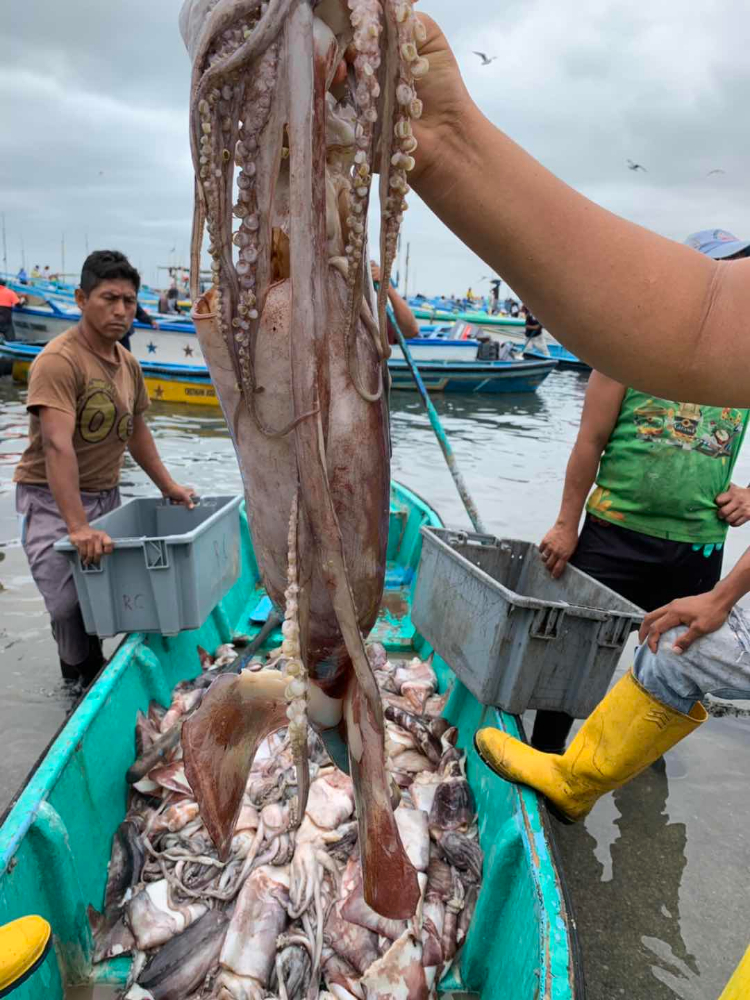 冷冻鱿鱼原条 FROZEN WHOLE GIANT SQUID