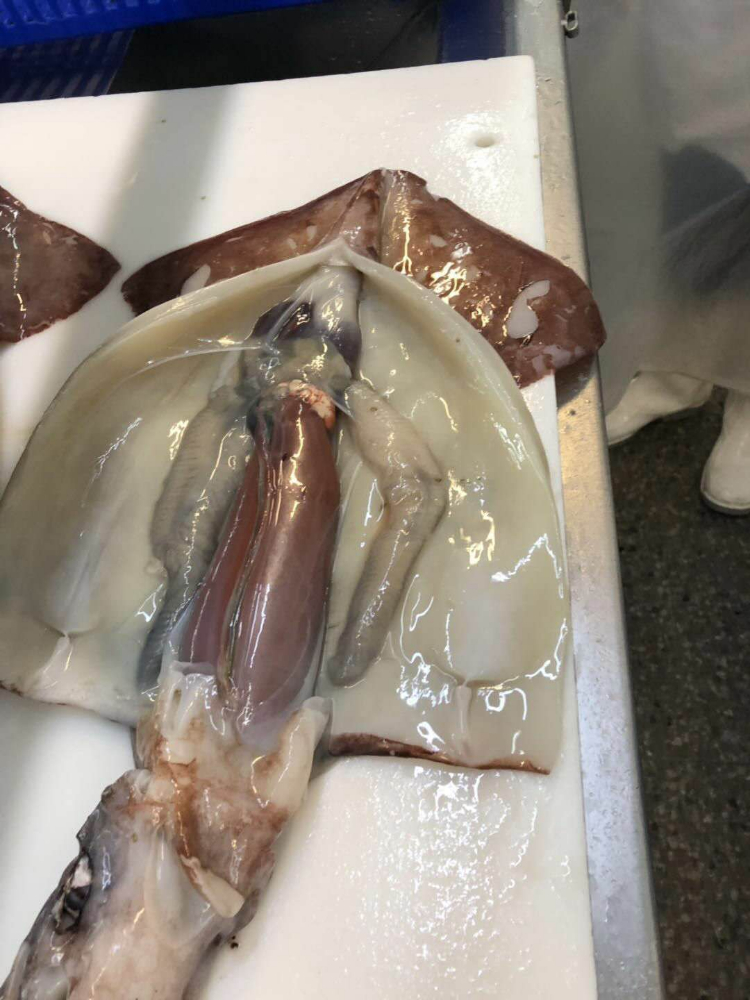 冷冻鱿鱼原条 FROZEN WHOLE GIANT SQUID