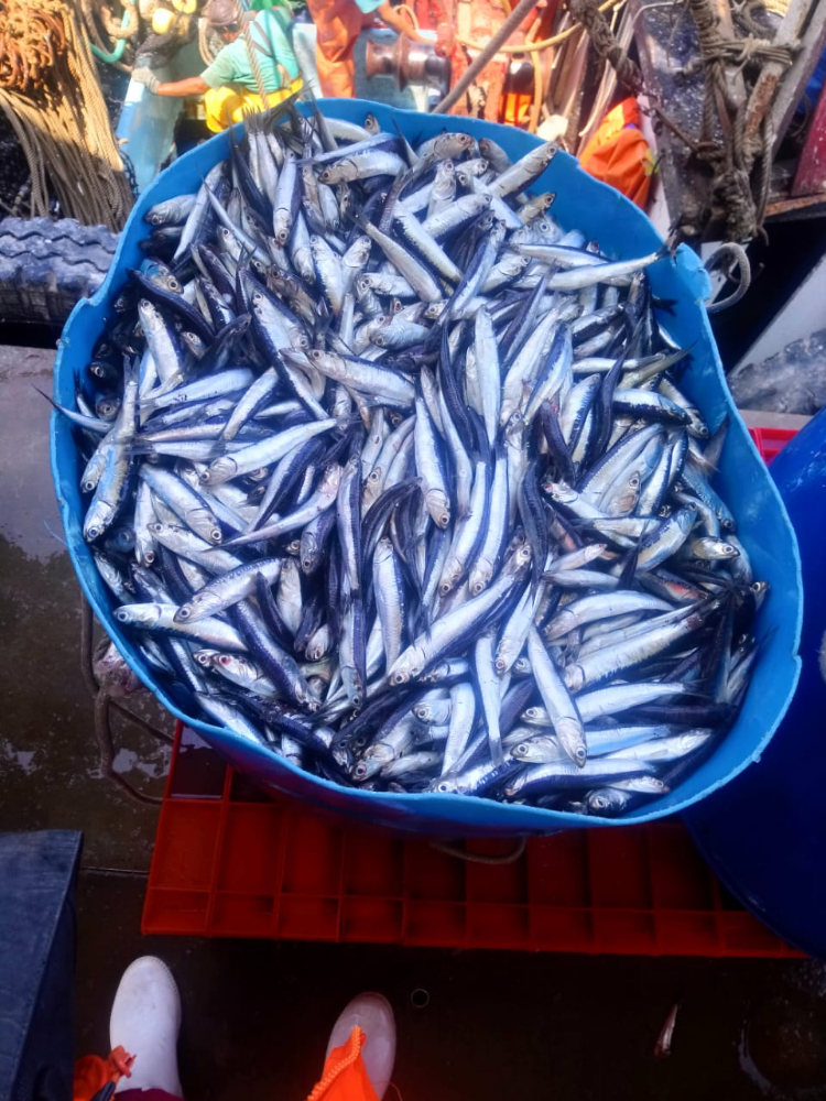 冷冻鳀鱼 FROZEN WHOLE ANCHOVY