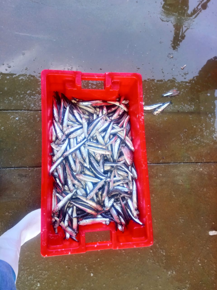 冷冻鳀鱼 FROZEN WHOLE ANCHOVY