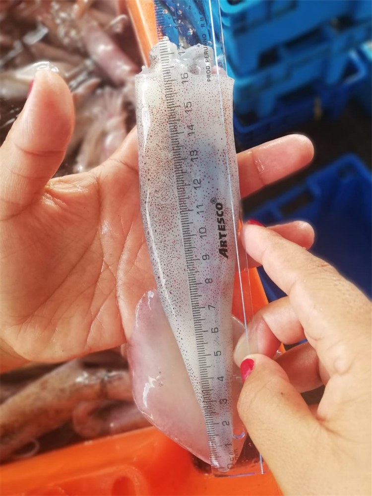笔管鱼 NEEDLE SQUID