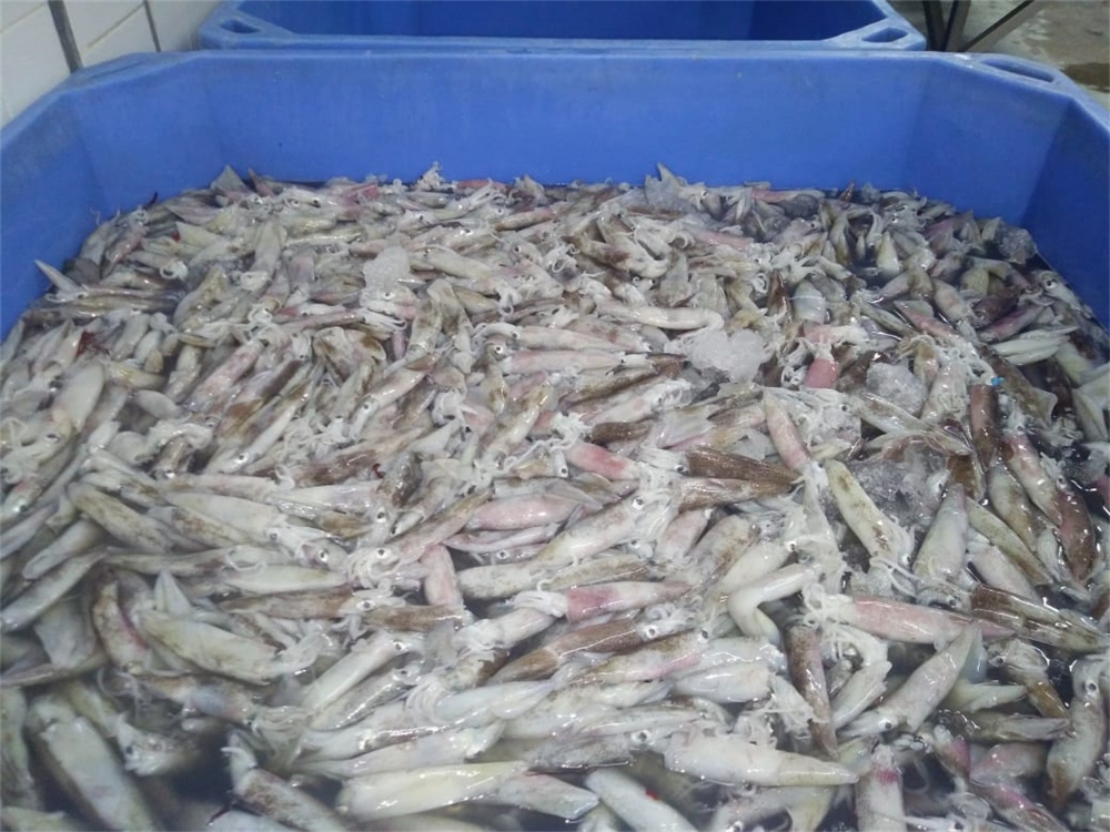 笔管鱼 NEEDLE SQUID