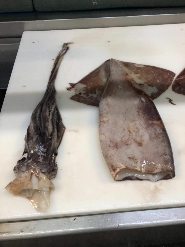 冷冻鱿鱼原条 FROZEN WHOLE GIANT SQUID