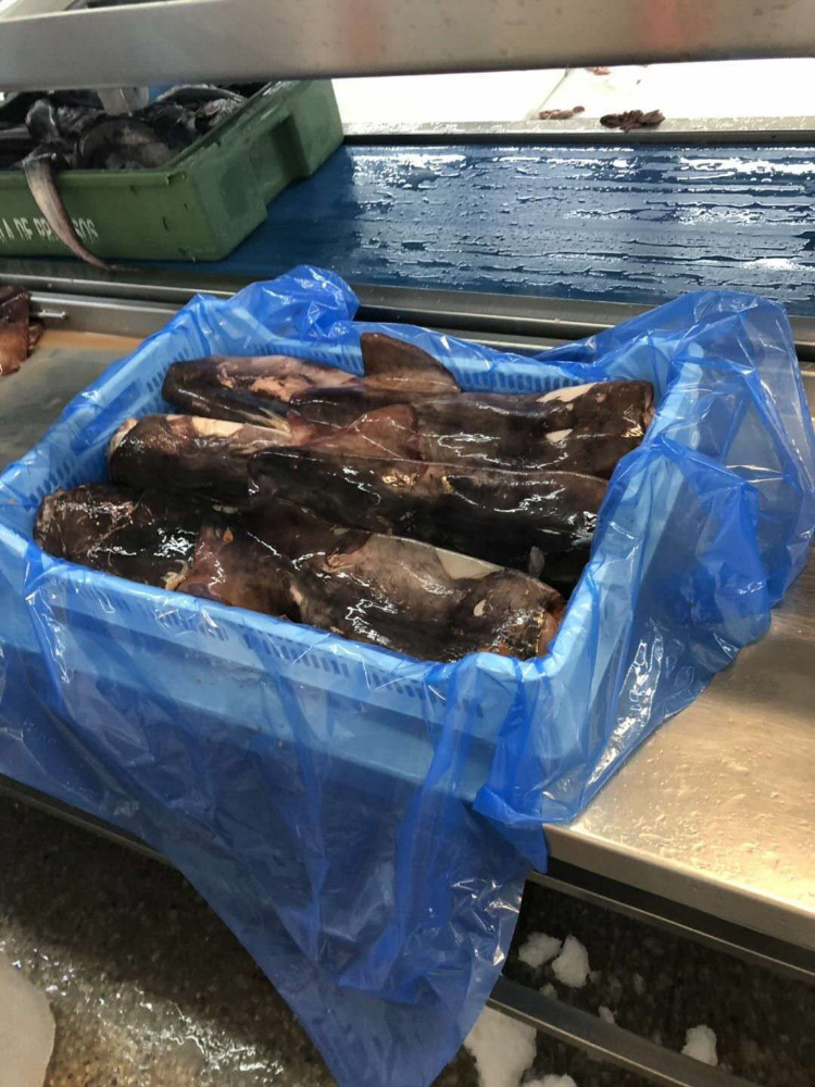 冷冻鱿鱼原条 FROZEN WHOLE GIANT SQUID