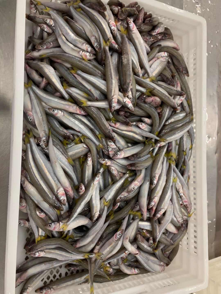 胡瓜鱼 FROZEN SILVER SMELT
