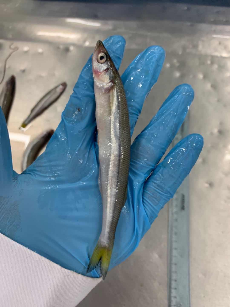 胡瓜鱼 FROZEN SILVER SMELT